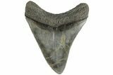 Fossil Megalodon Tooth - South Carolina #165002-1